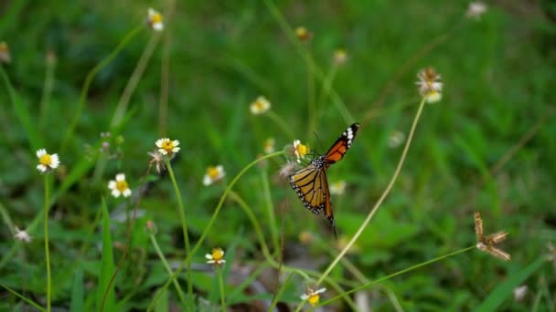 Motyl monarcha na kwiatach — Wideo stockowe