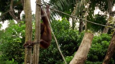 Orangutan ağaç üzerinde
