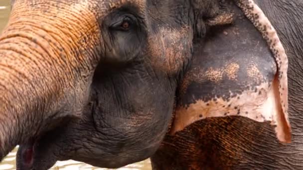 Feeding elephants in National park — Stock Video