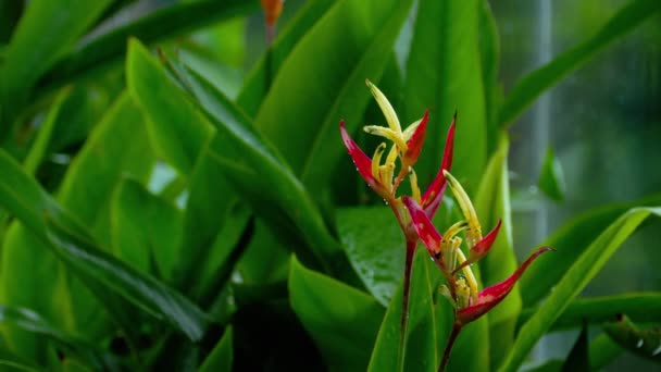 Uccello del Paradiso fiore nel giardino — Video Stock