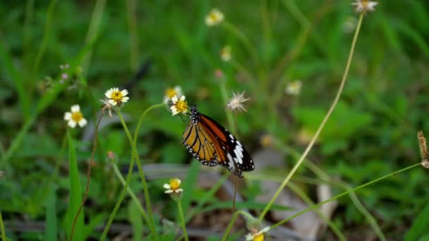 Motyl monarcha na kwiatach — Wideo stockowe