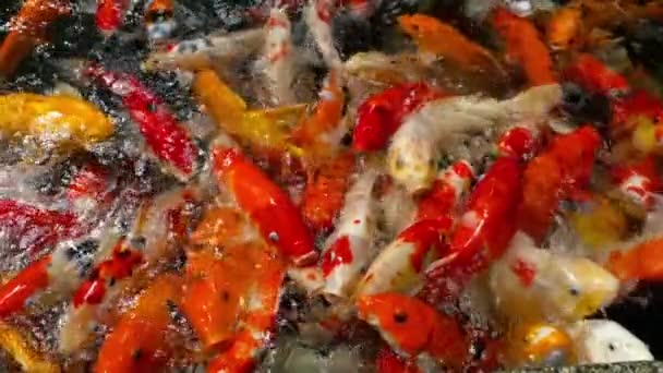 Koi-Fische im Teich essen. — Stockvideo
