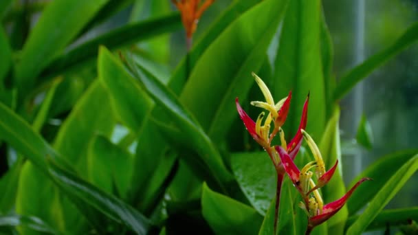 Uccello Del Paradiso Fiore Strelitzia Reginae Giardino — Video Stock