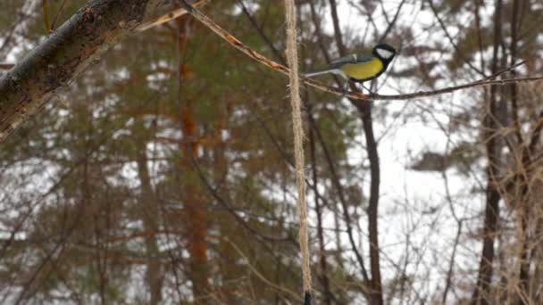 Vogelvoeder in het park — Stockvideo