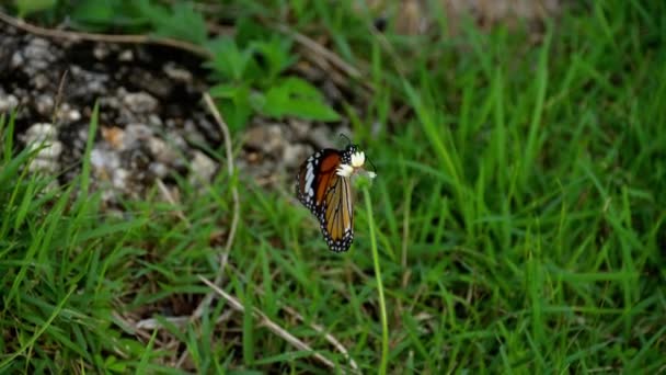 Motyl monarcha na kwiatach — Wideo stockowe