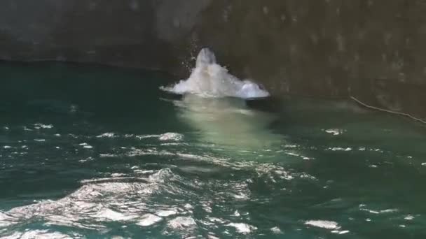 Orso polare che gioca in acqua — Video Stock