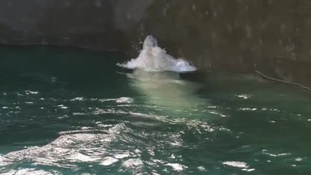 Eisbär spielt im Wasser — Stockvideo