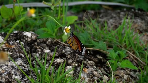 Motyl monarcha na kwiatach — Wideo stockowe