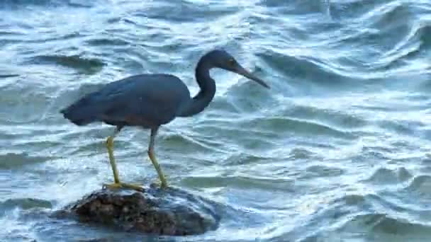 Pacific reef heron hunts for fish — Stock Video