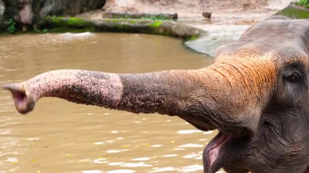 Elefant Pflückt Papaya Scheibe Aus Den Händen Des Mannes — Stockvideo