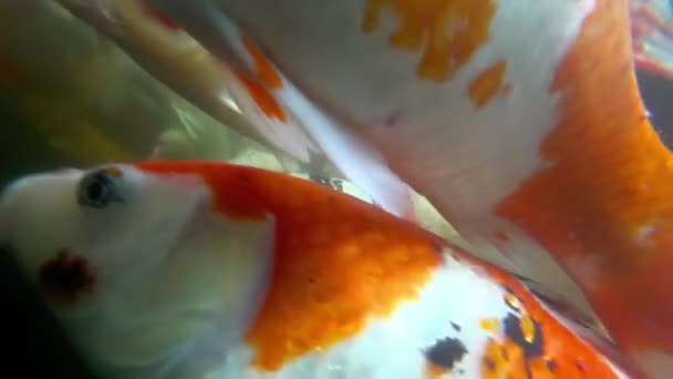 Underwater Koi fisk i dammen äter. — Stockvideo