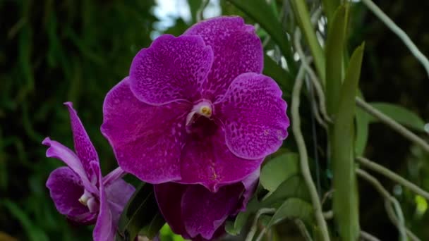 A lila orchidea ág virágzó