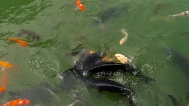 Koi fish and silver carp in pond eating. — Stock Video