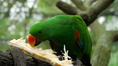 Eclectus papağanı yemek şeker kamışı