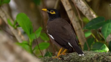 Ortak Myna - Acridotheres tristis-