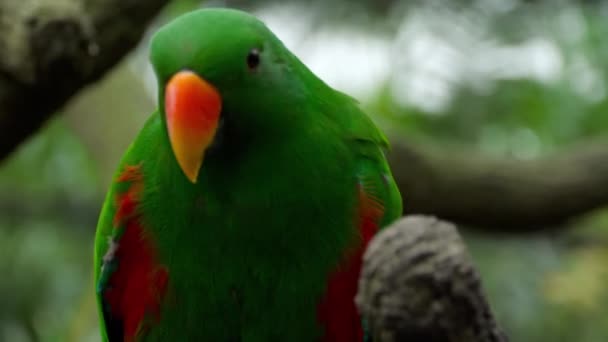 Eclectus papoušek jíst cukrové třtiny — Stock video