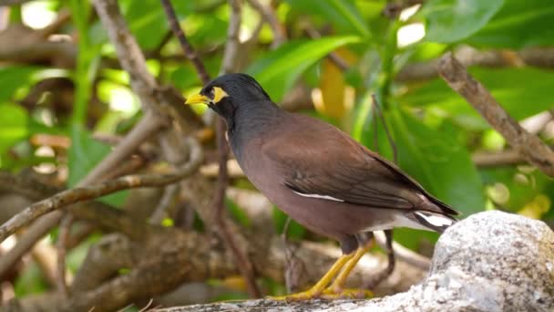 Společné posvátný - Acridotheres tristis- — Stock video