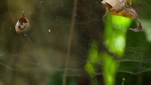 Fréquemment toile d'araignée macro — Video
