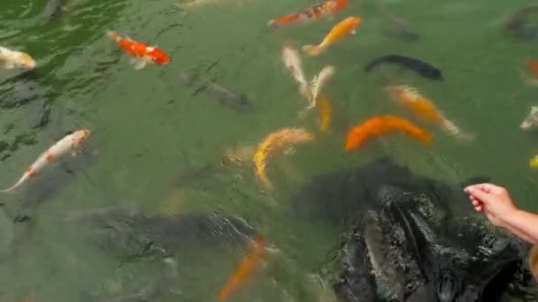 Koi fish and silver carp in pond eating. — Stock Video