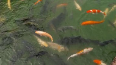 Koi balık ve su birikintisi yeme gümüş sazan.