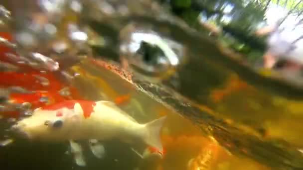 Підводні риби Кої в ставку їдять . — стокове відео