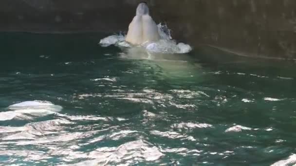 Ours polaire jouant dans l'eau — Video