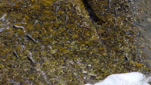 Rockskipper fish on the rock at the beach — Stock Video