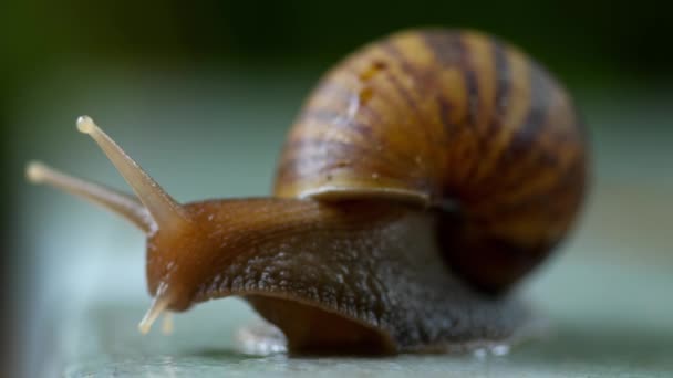 Rastejamento de caracol de jardim, macro — Vídeo de Stock