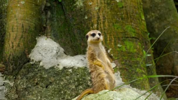 Meerkat mirando hacia fuera — Vídeo de stock