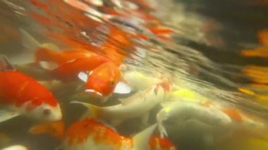 Sualtı Koi balık gölet yeme.