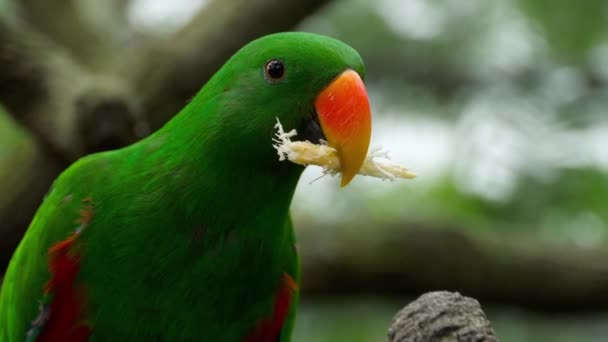 Eclectus papegoja äta sockerrör — Stockvideo