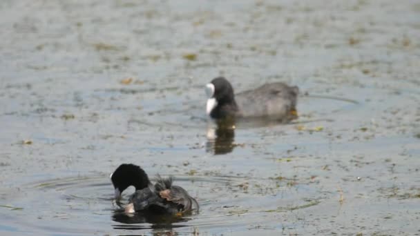 Casal de galo nadando na lagoa — Vídeo de Stock