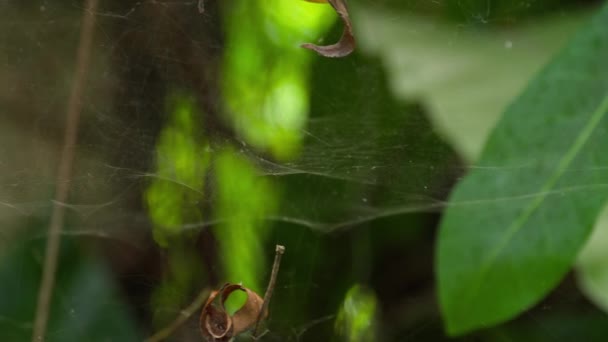 Frecuentemente araña web macro — Vídeo de stock