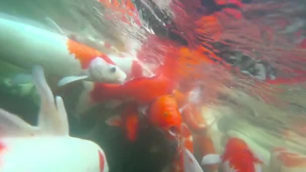 Víz alatti Koi hal a tóban eszik. — Stock videók