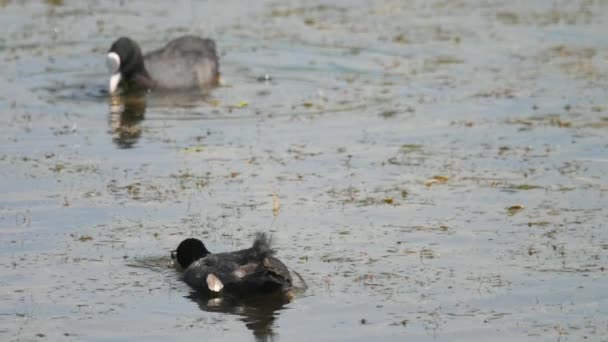 Coot pareja nadando en estanque — Vídeos de Stock