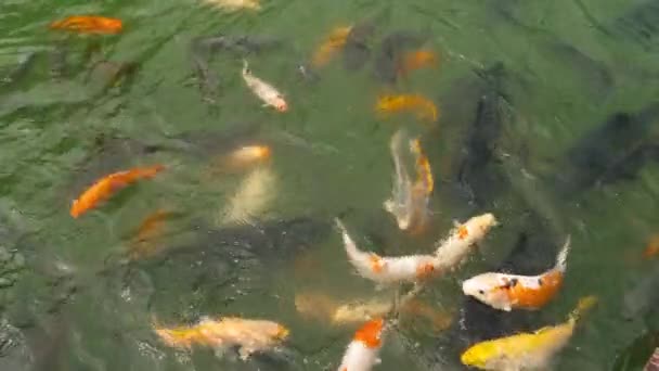 Ψάρια Koi Και Ασημένια Κυπρίνου Στη Λίμνη Koi Nishikigoi Αποτελούν — Αρχείο Βίντεο