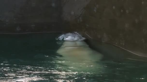 北极熊在水中玩 — 图库视频影像