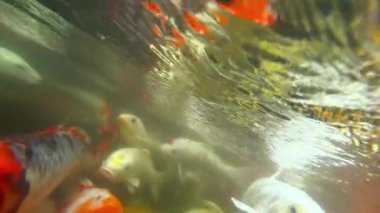 Sualtı Koi balık gölet yeme.