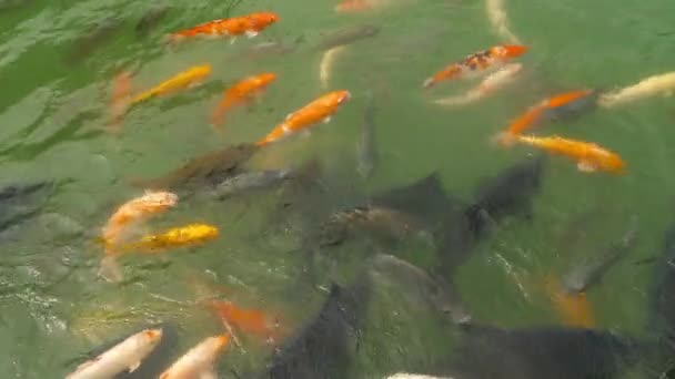 Koi fish and silver carp in pond eating. — Stock Video