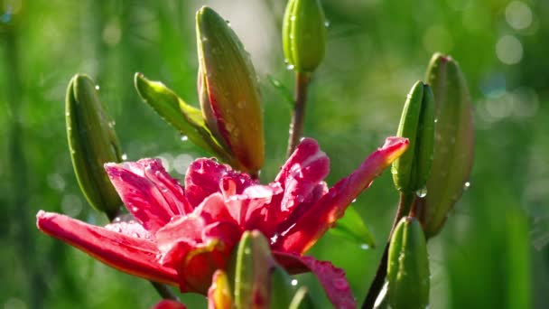 Rosa Lily flor después de la lluvia — Vídeo de stock