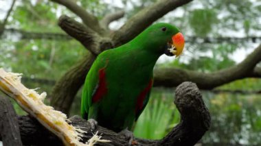 Eclectus papağanı yemek şeker kamışı