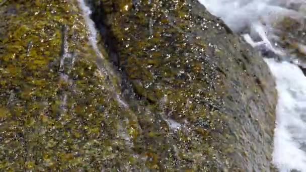 Rockskipper ψάρια πάνω στο βράχο στην παραλία — Αρχείο Βίντεο