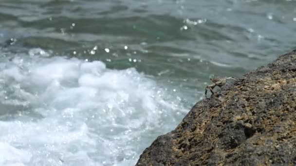 Crab on the rock at the beach — Stock Video