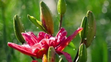 Yağmur sonra pembe Lily çiçek