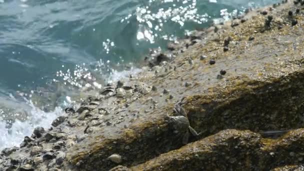 Crab e rockskippers na rocha na praia — Vídeo de Stock