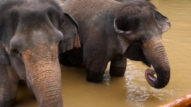 Feeding elephants in National park — Stock Video