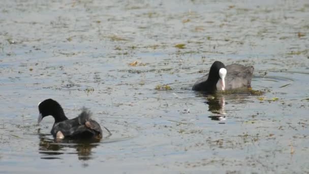 Couple de pieds nageant dans l'étang — Video