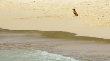 Oyuncak-korkunç kum plajındaki