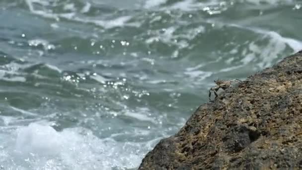 Καβούρι στο βράχο στην παραλία — Αρχείο Βίντεο