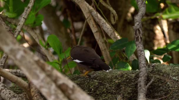 Κοινή Myna - Acridotheres tristis- — Αρχείο Βίντεο